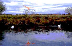 kite bird and swans and landscape oiseau cerf-volant